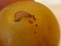 Small worm in a mirabelle.jpg