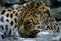 NSK-ZOO-leopard.jpg