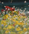 Danny Elfma​n flowers Rubinar 500-5о6 Bokeh.jpg