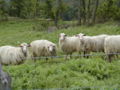Toscana Schafe.jpg