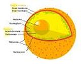 Diagram human cell nucleus+.jpg